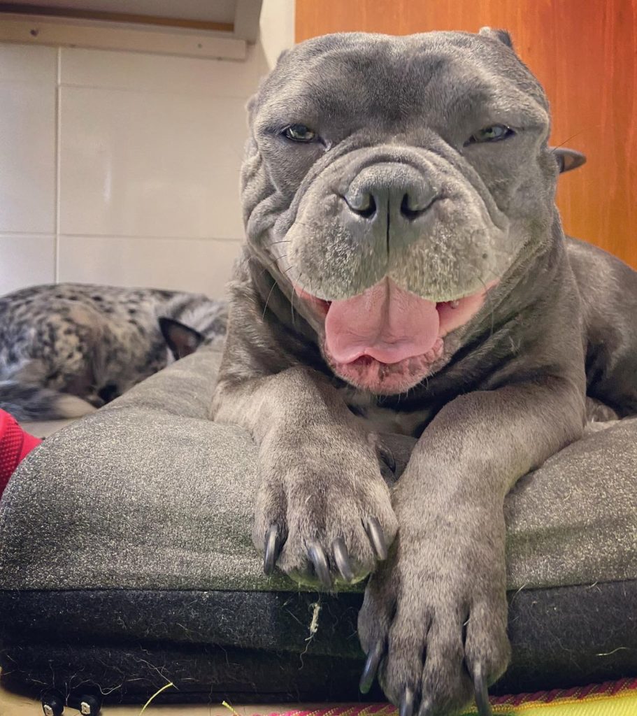 Conheça o american bully, um cão forte, companheiro e gentil